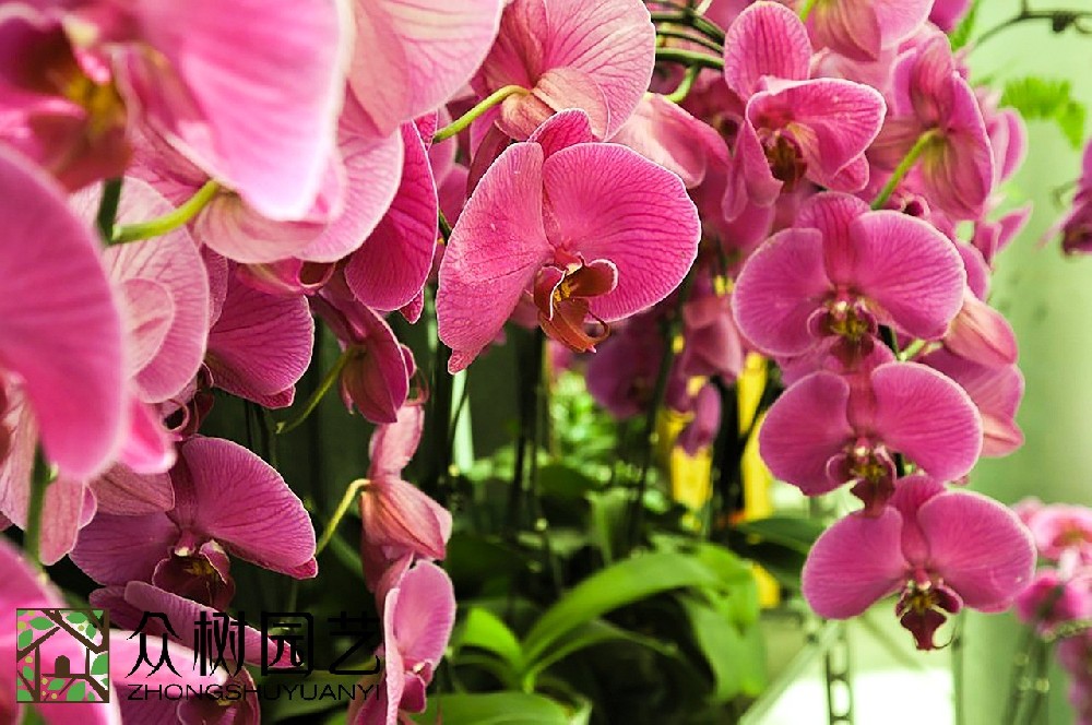 揭秘花卉市場價格：蘇州花卉綠植租擺多少錢？